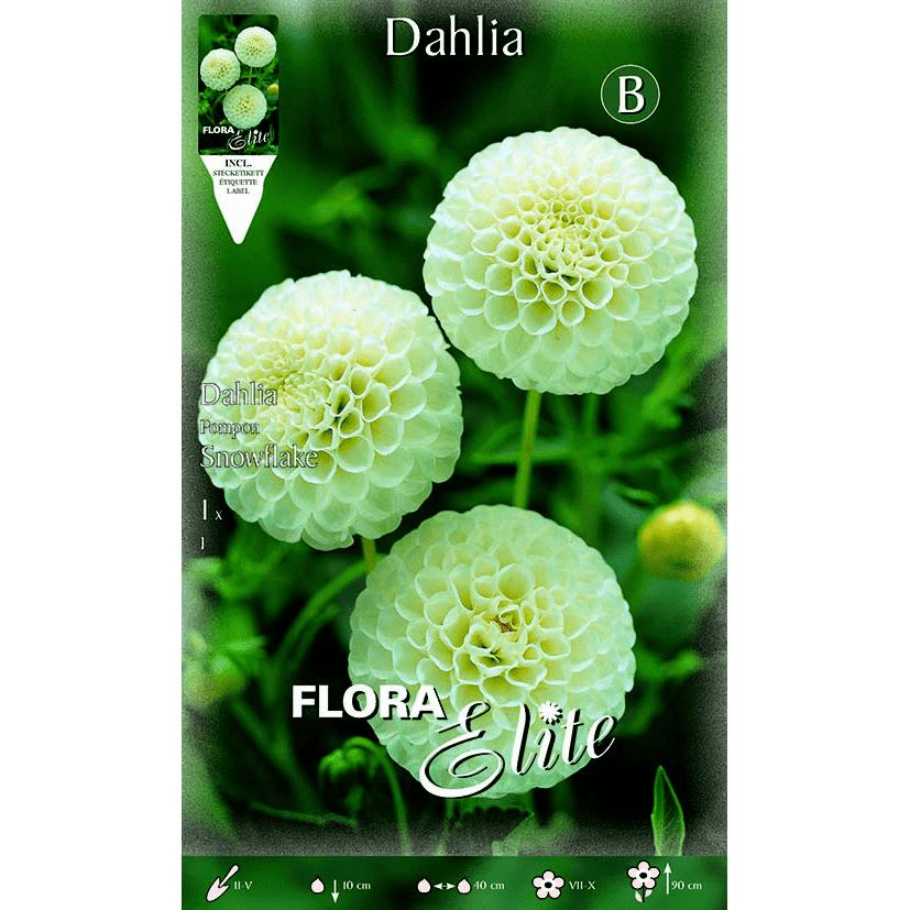 White Pom Pom Dahlia Bulb 1 pc