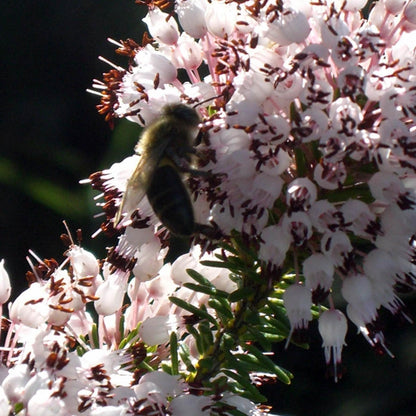 Bona Mel Organic Heather Honey, 450 g