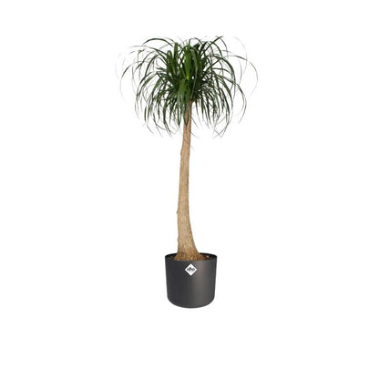 Blumentopf B.for Soft Round Elho Anthrazit 25 cm
