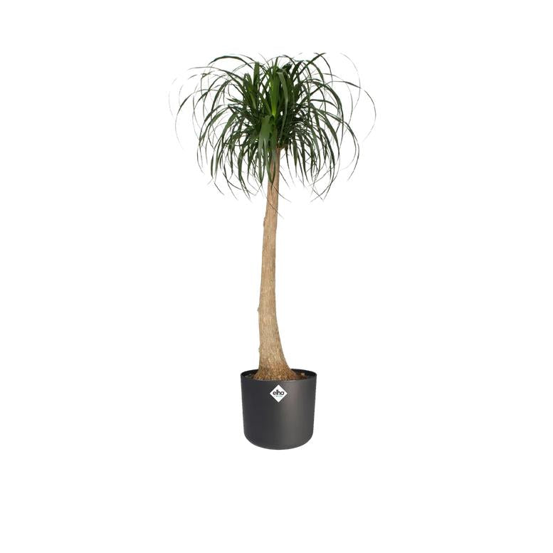 Blumentopf B.for Soft Round Elho Anthrazit 14 cm