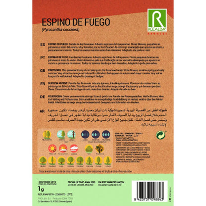 Feuerdornsamen Pyracantha coccinea