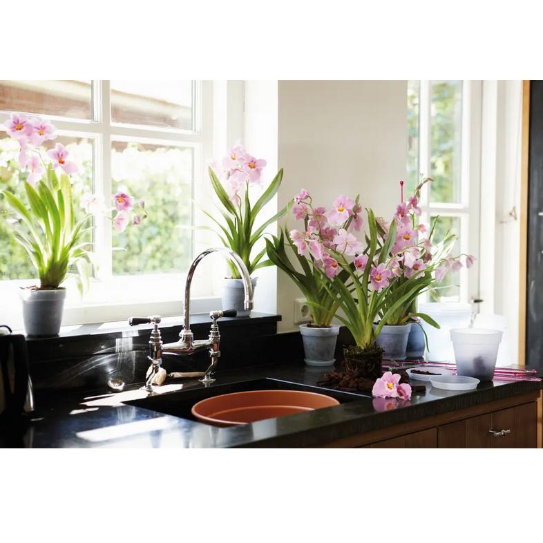 Green Basics Elho 14 cm orchid pot