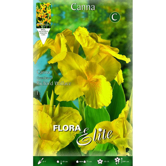 Gul Canna-lök med mörka blad 1 st