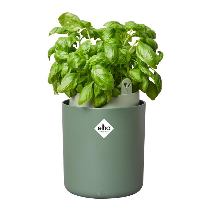 Bouncy Basil Elho Green self-watering aromatic plant pot