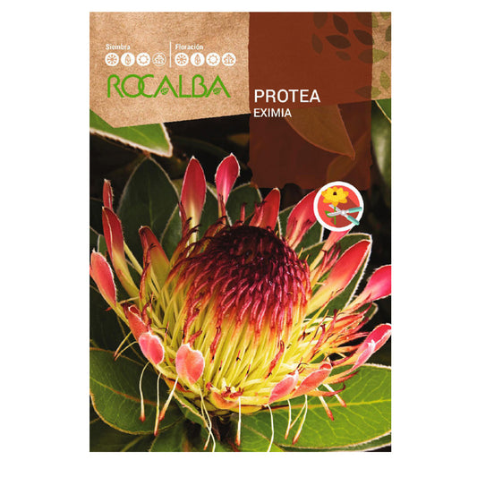 Semi di Protea Eximia, Rocalba