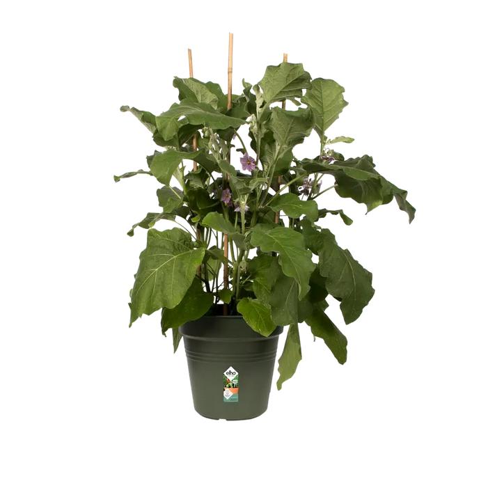 Maceta Green Basics Elho Verde 30 cm