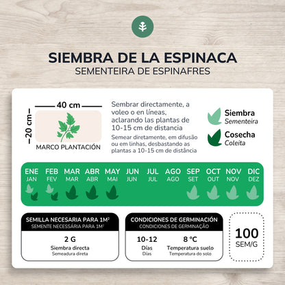 Biologische reuzenwinterspinazie zaden Planeta Huerto