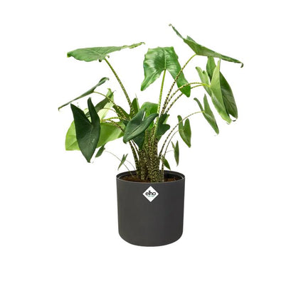 Blomkruka B.for Soft Round Elho Antracit 16 cm