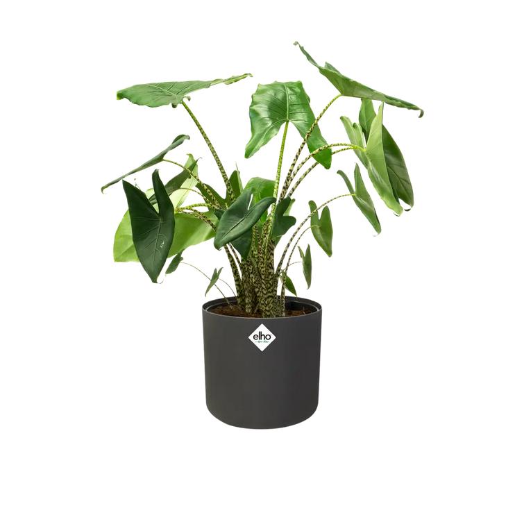 Blumentopf B.for Soft Round Elho Anthrazit 25 cm