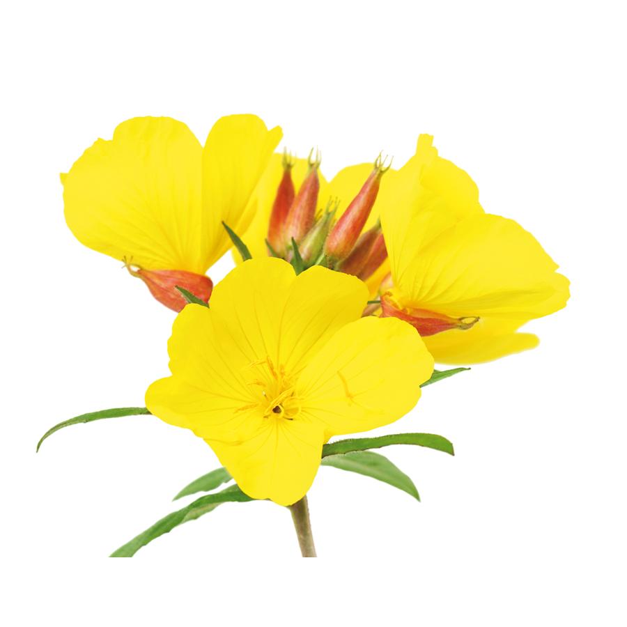 Onagran Nattljusolja El Granero, 400+50 kapslar 700 mg