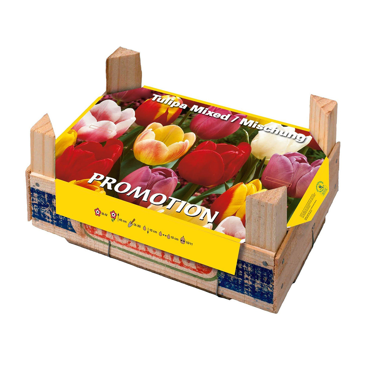 Pudełko tulipanów 50 szt.