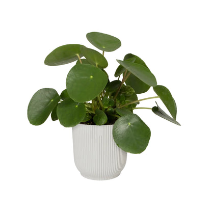 Vaso da fiori vibes fold round silky white Elho 30 cm