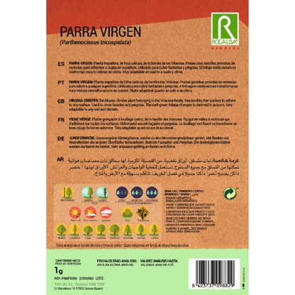 Nasiona winorośli dziewiczej Parthenocissus tricuspidat