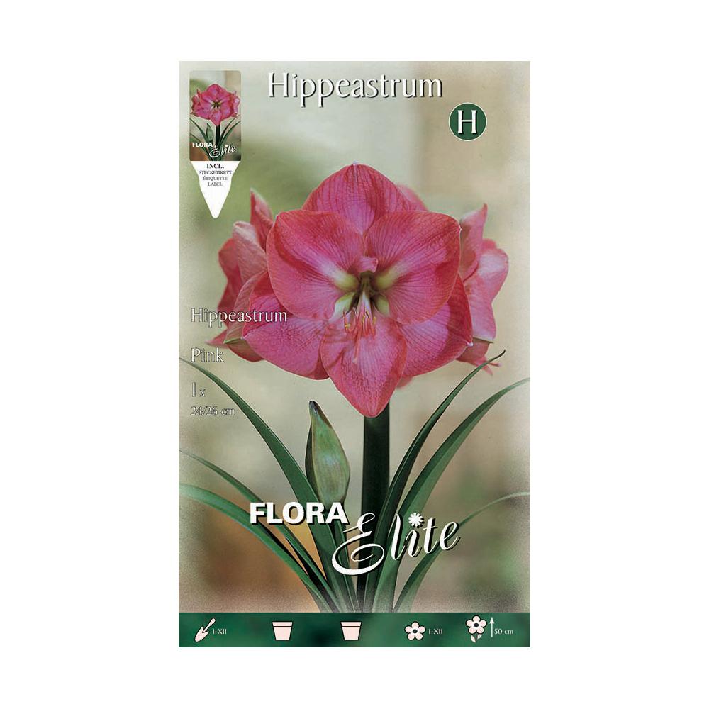 Pink Amaryllis Bulb 1 pc