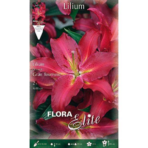 Cebulka Lilium Oriental czerwona 2 szt.