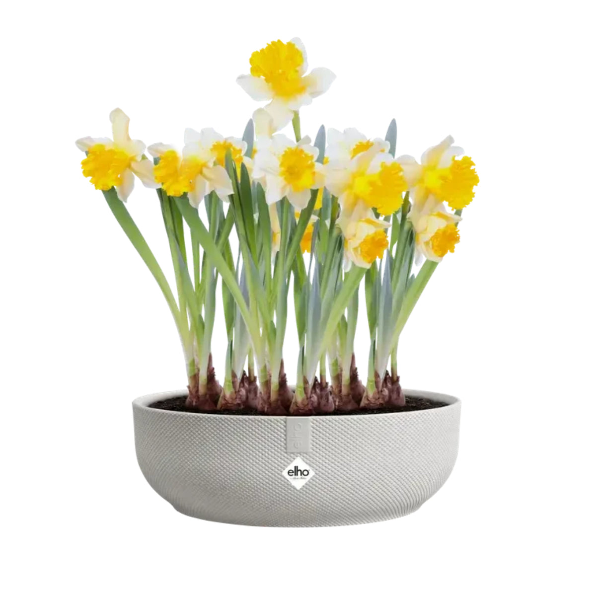 Elho Jazz Bowl 28 cm