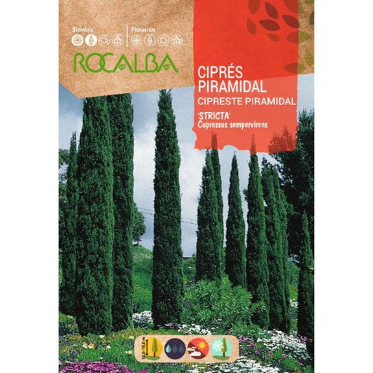 Nasiona cyprysu piramidalnego Cyprysy wiecznie zielone