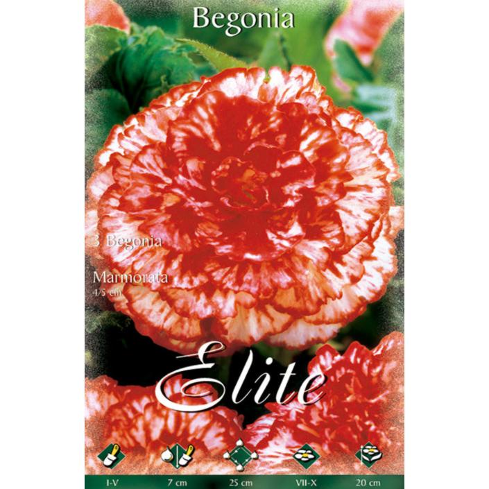 Hybridbegonia Marmorata-lökar, 3 st