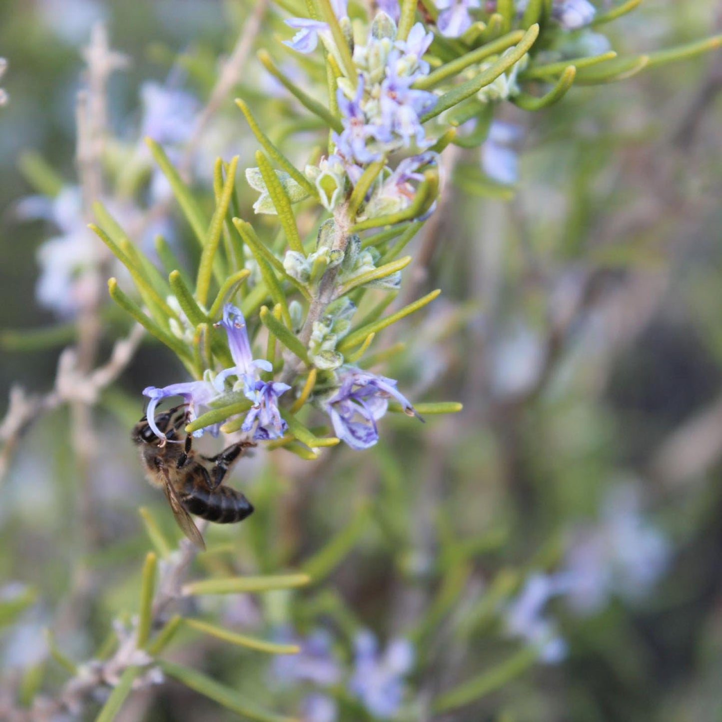 Miel de Romero Ecológica Bona Mel 450 g