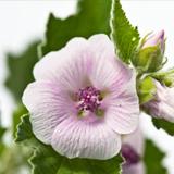 Krem pod pieluchy Malva Blanca dla skóry atopowej Weleda, 50 ml