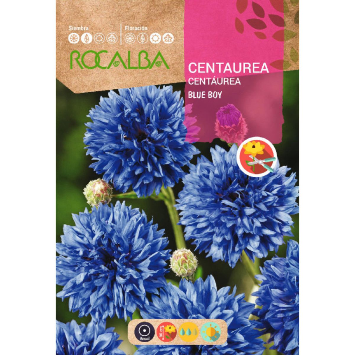 Centaurea blue boy-frön, blå