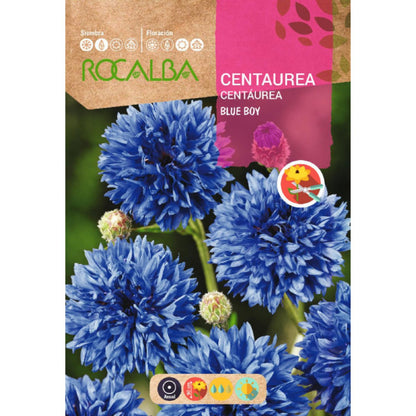 Centaurea blue boy-frön, blå