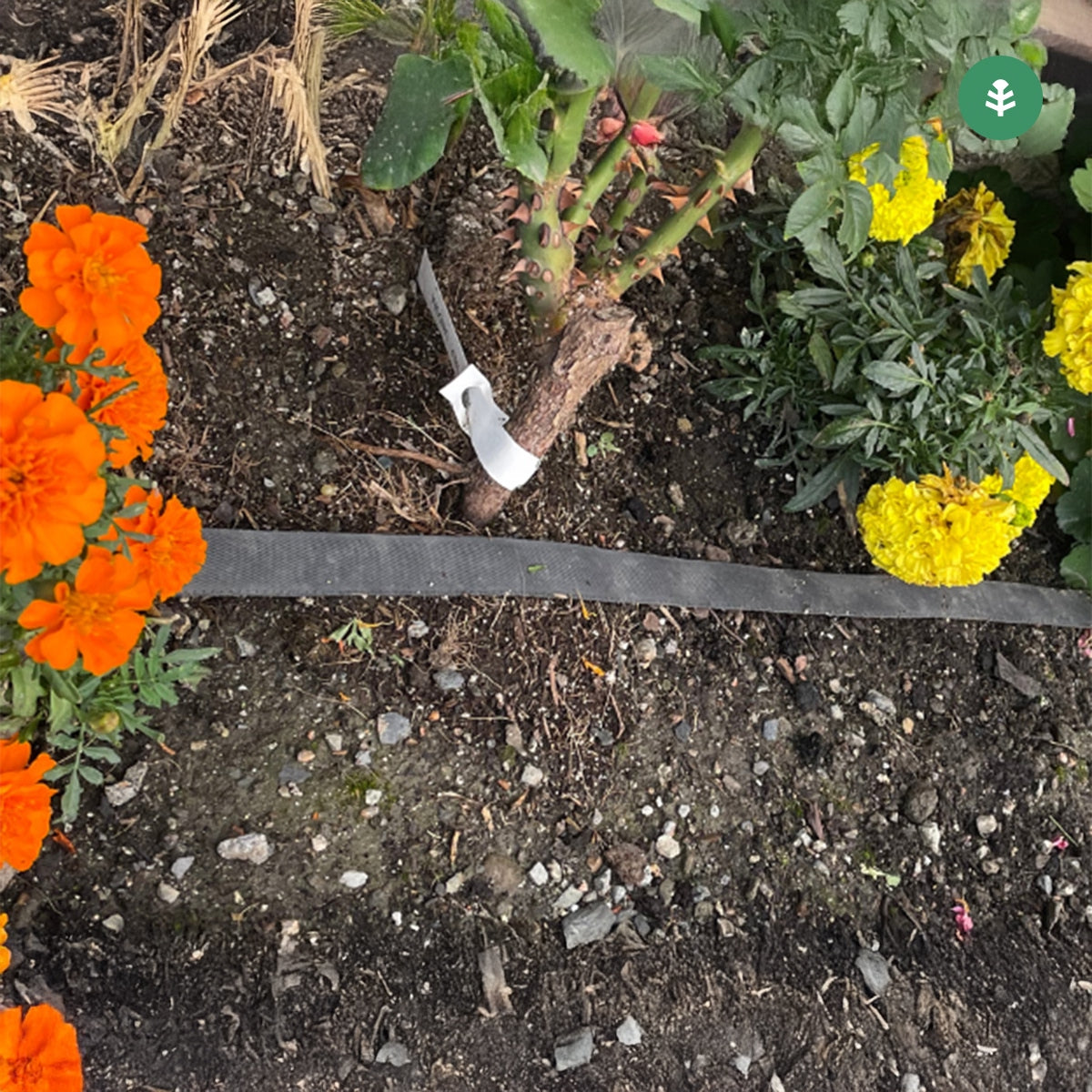 Tuin Planeta Huerto afscheidingsrol 200 m