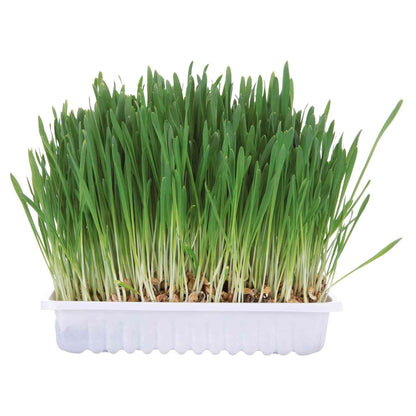 Trixie Plateau d'herbe pour rongeurs 100 g
