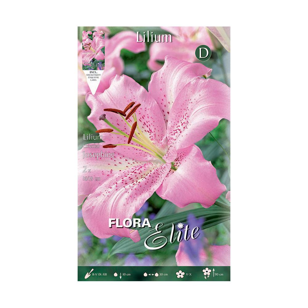 Pink Oriental Lily Bulbs 2 pcs