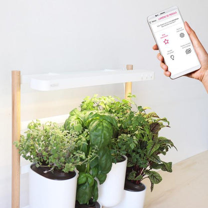 Prêt à Pousser Indoor Garden MODULE