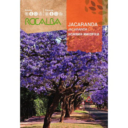 Jacaranda-zaden Jacaranda mimosifolia