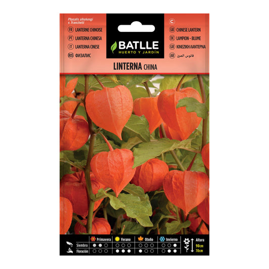 Frön från kinesisk lyktblomma Batlle