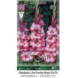 Lila gladioluslökar P. roja 70 st