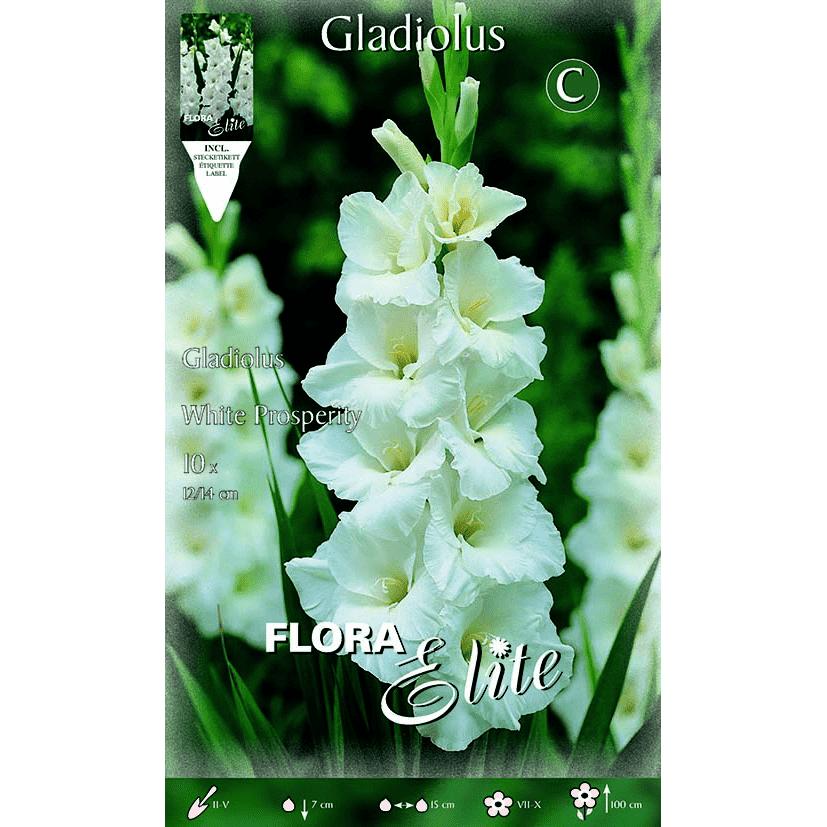 Pure white gladiolus bulbs, 10 pcs