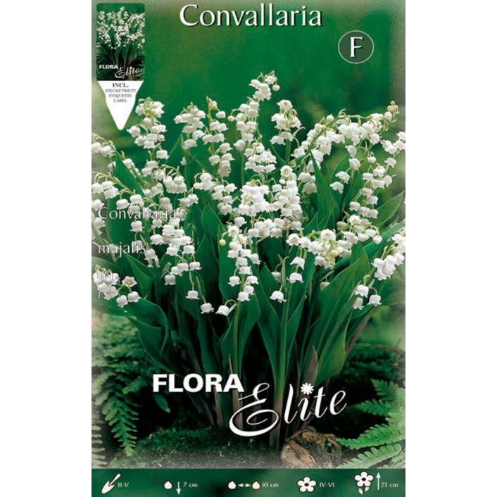 Bulbo Convallaria Muguet 10 uds