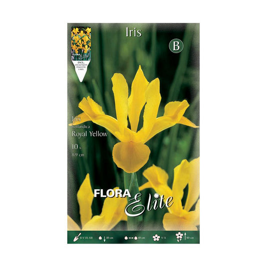 Bulbi di iris gialli dell'Olanda 10 pezzi