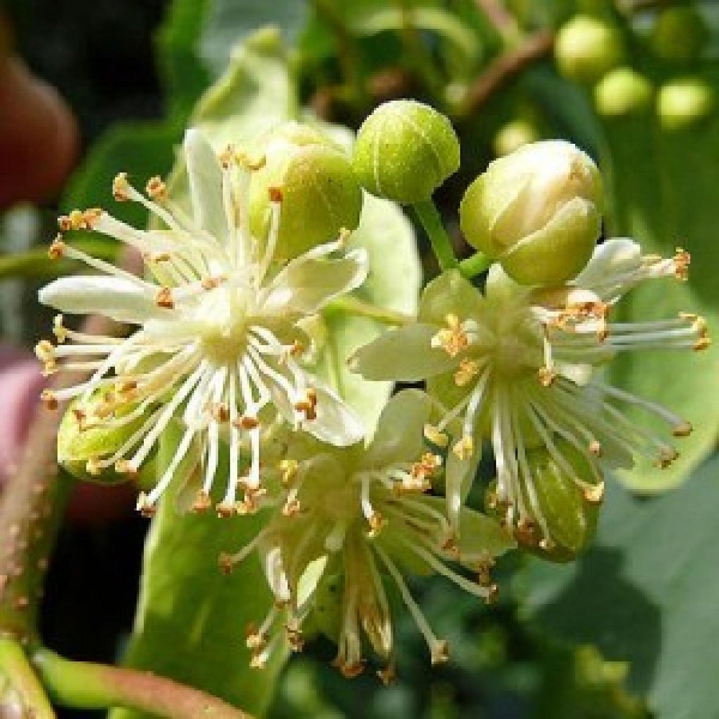 Biologische lindehoning Bona Mel, 900 g