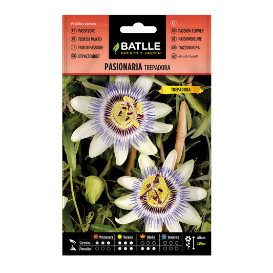 Batlle Climbing Passion Flower Seeds