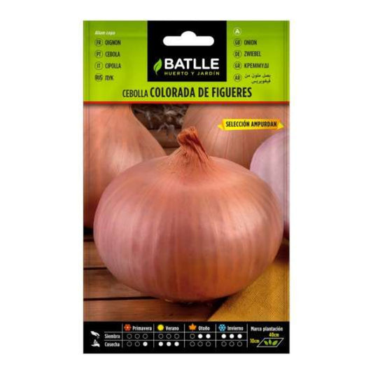 Graines d'oignon rouge de Figueras sel. Ampurdan Batlle